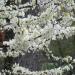 Sadnice - drveće: Judino drvo - Cercis siliquastrum alba 2 god., slika3